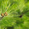 Waldkiefer Pinus sylvestris