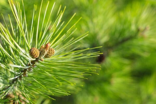 Waldkiefer Pinus sylvestris