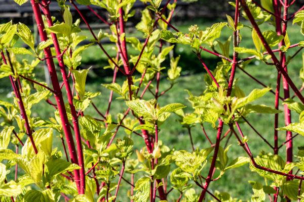 Cornus alba 'Sibirica' 60-80cm im Topf Rotholz
