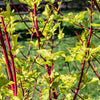 Cornus alba 'Sibirica' 60-80cm im Topf Rotholz