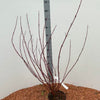 Cornus alba 'Sibirica' 60-80cm im Topf Rotholz