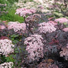 Schwarzer Holunder 'Black Lace' ® 60-80cm im Topf