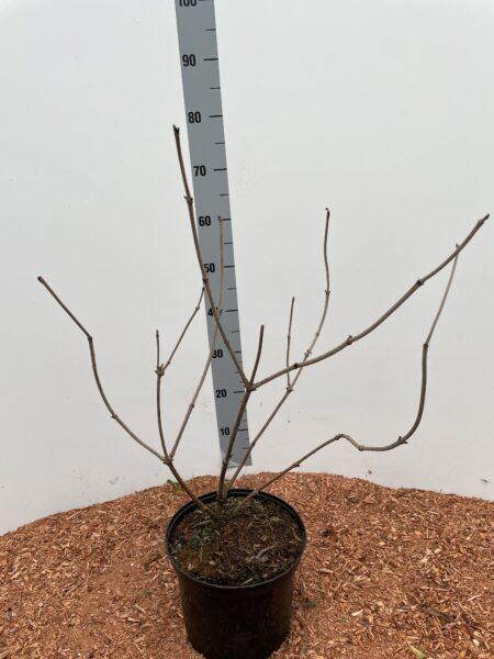 Schwarzer Holunder 'Black Lace' ® 60-80cm im Topf