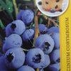 1 st. Heidelbeere : Blaubeere