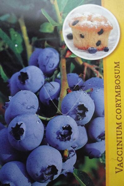 1 st. Heidelbeere : Blaubeere