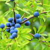 Blaubeere