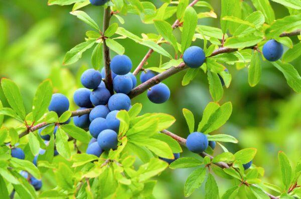 Blaubeere