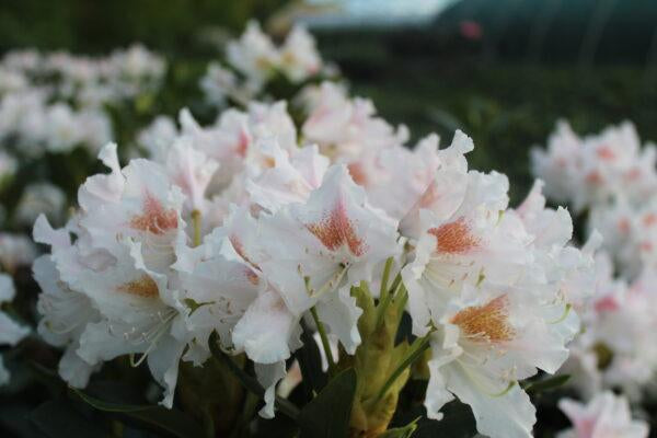 Rhododendron 'Cunningham's White' 40-60cm im großen Topf