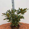 Rhododendron 'Nova Zembla' 40-50cm im großen Topf