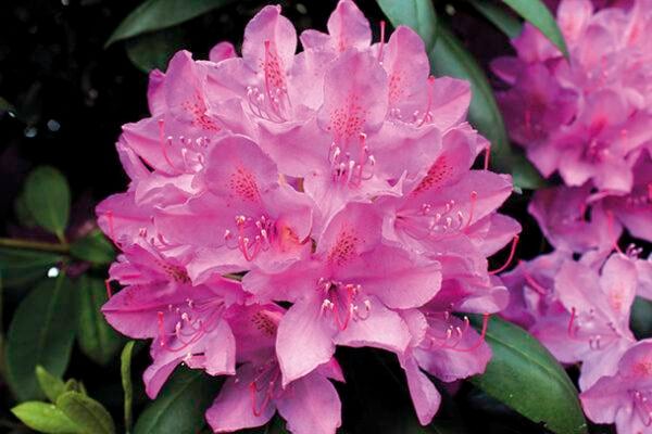 Rhododendron 'Roseum Elegans' 30-40cm im großen Topf