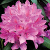 Rhododendron 'Roseum Elegans' 30-40cm im großen Topf