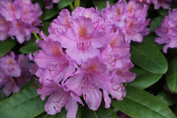 große rhododendron Rhododendron 'Catawbiense Grandiflorum' 30-40cm im großen Topf