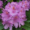 Rhododendron 'Catawbiense Grandiflorum' 30-40cm im großen Topf