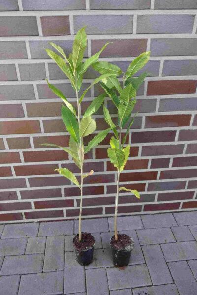 Castanea sativa / Maronen Esskastanie