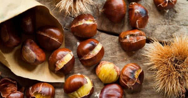 Esskastanie (50 - 80 cm) im Topf