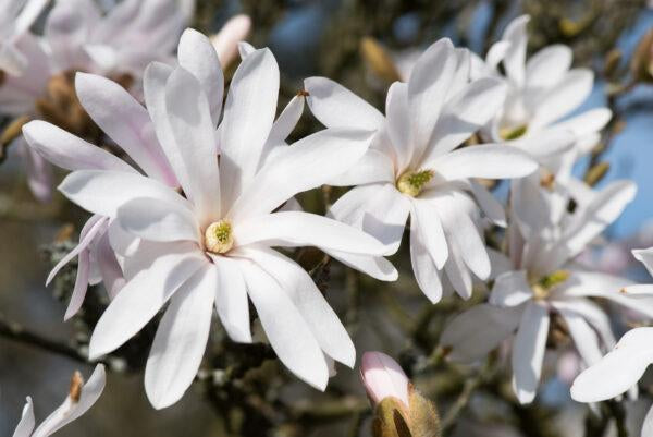 Stern-Magnolie 'Royal Star' 60-80cm im großem Topf