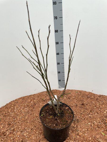 Magnolie Susan 60-80cm im großem Topf
