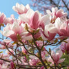 Tulpen-Magnolie 60-80cm im großem Topf