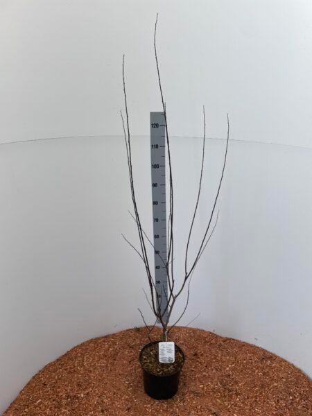 Blutpflaume 'Nigra' 80-100cm im großem Topf