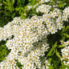 Spiraea 'Grefsheim' 60-80cm im großem Topf