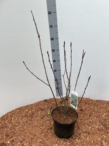 Apfelbeere 'Nero' 60-80cm im großem Topf