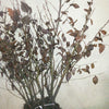 Hainbuche Wurzelware 30-50cm