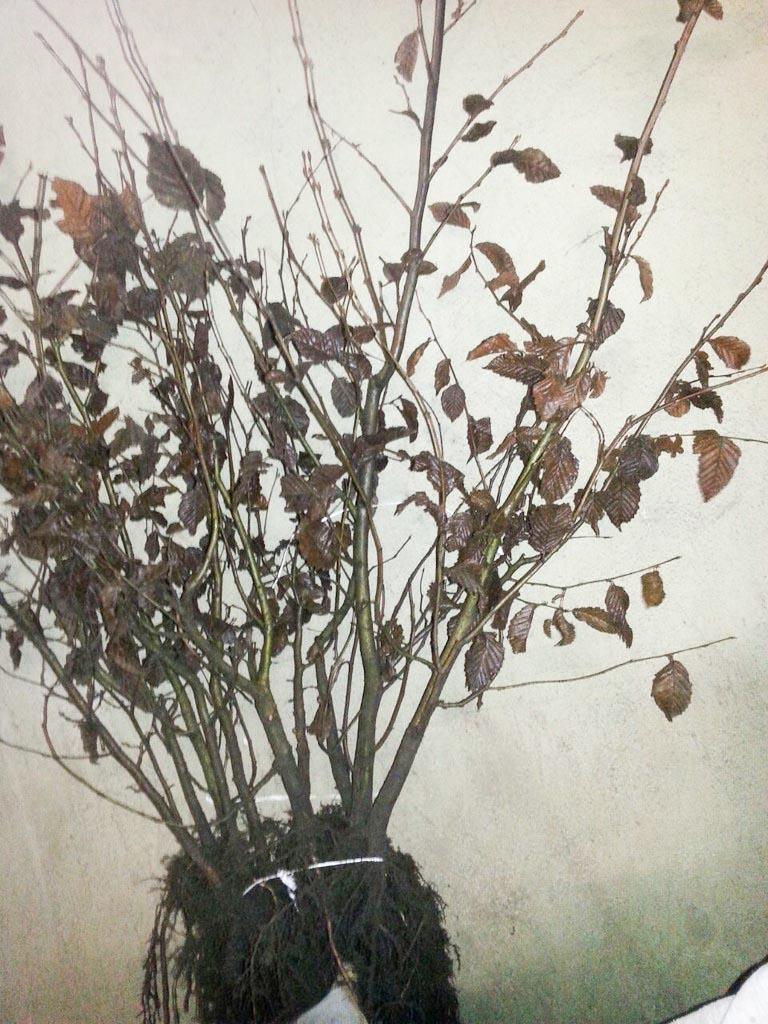 Hainbuche Wurzelware 30-50cm