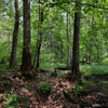 Hainbuche / Weißbuche Carpinus betulus