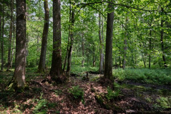 Hainbuche / Weißbuche Carpinus betulus