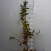 Hainbuche / Weißbuche Carpinus betulus