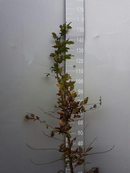 Hainbuche / Weißbuche Carpinus betulus