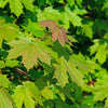 Acer platanoides Spitzahorn (50 - 80 cm)