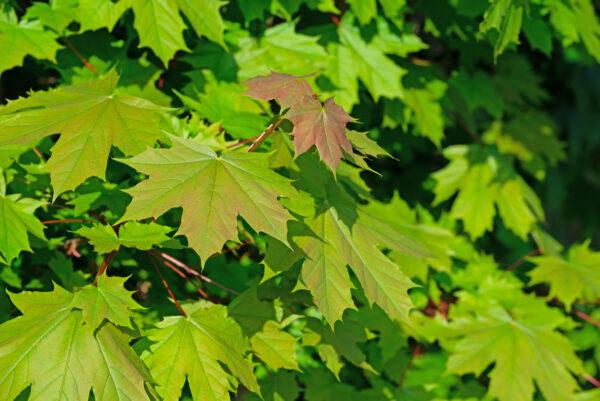 Acer platanoides Spitzahorn (50 - 80 cm)