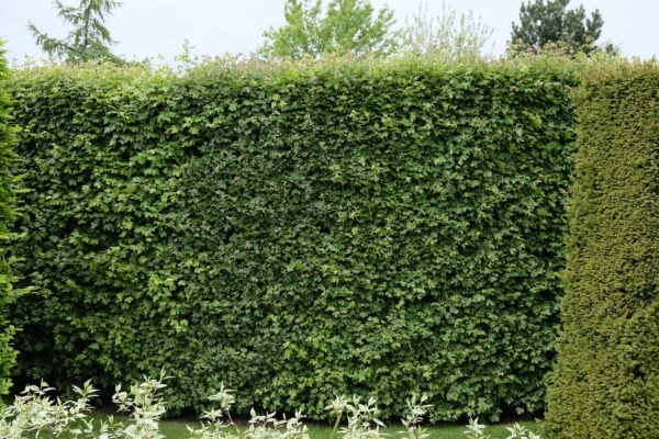 Feldahorn Acer campestre