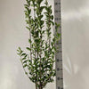 Wintergrüner Liguster Atrovirens (125-150 cm) im 7,5L Topf Buschig XXL