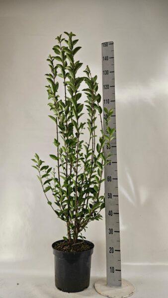 Wintergrüner Liguster Atrovirens (125-150 cm) im 7,5L Topf Buschig XXL