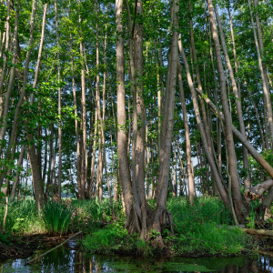Schwarzerle – Alnus glutinosa