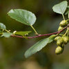 Erlen Alnus glutinosa