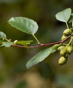 Erlen Alnus glutinosa