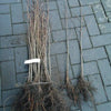 Schwarz - Roterle Alnus glutinosa