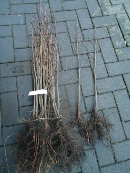 Schwarz - Roterle Alnus glutinosa