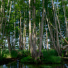Schwarzerle – Alnus glutinosa