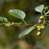 Schwarz - Roterle Alnus glutinosa