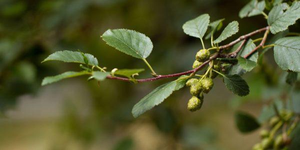 Schwarz - Roterle Alnus glutinosa