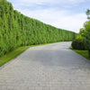 Thuja occidentalis Brabant“ King of Brabant