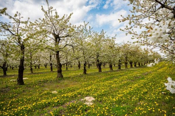 Vogel – Wildkirsche Prunus avium (80 - 120 cm)