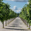 Tilia-cordata-Linden