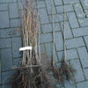 Tilia-cordata-Linden