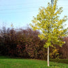 Winterlinde (50 - 80 cm) als kräftige wurzelware