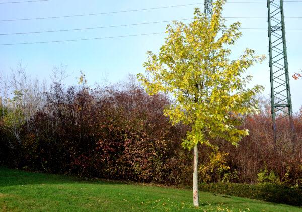 Winterlinde (50 - 80 cm) als kräftige wurzelware